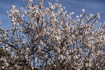 Almond Blossom Macro Photography, Flowered Almond Tree and Almond Blossom Branches with Selective Focus Countryside Sardinia