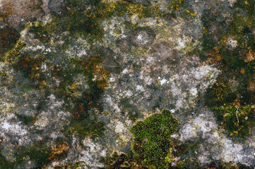 Green moss on the vintage stone walls