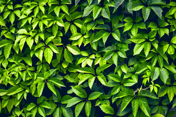 Fast growing climbing plant for hedges and fences close-up. Green plant on the wall background.