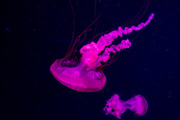 Obraz na płótnie Canvas purple sea jellyfish on a dark background
