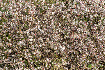 Almond Blossom Macro Photography, Flowered Almond Tree and Almond Blossom Branches with Selective Focus Countryside Sardinia