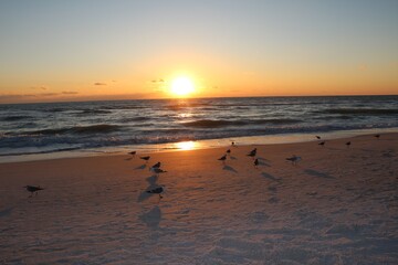 Dusk and Aztekenmöwe at Clearwater beach in Florida, USA
