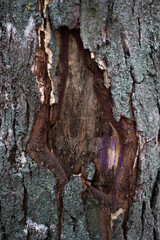 Textures of wood, tree background