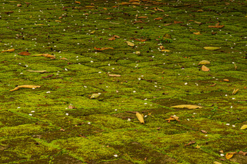 Green moss on the ground for background in shallow focus