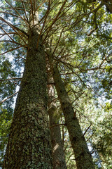 Fototapeta premium BOSQUE