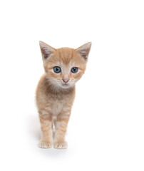 Cute yellow kitten on white