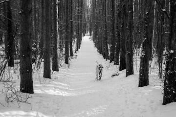 Labrador retriever running on the snow. Dog portrait black and white.