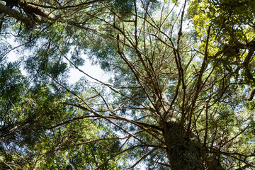 BOSQUE