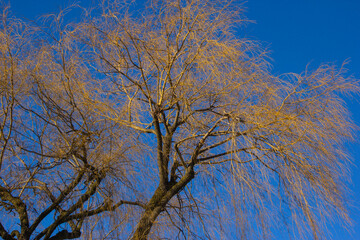 Willow tree in winter