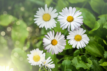 Obraz premium Beautiful daisies in the sun. Spring bright landscape with daisy wildflowers in the meadow. Spring and summer background with wildflowers.
