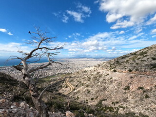 Partial view of Athens and a lone leafless tree, Greece, on a bright day