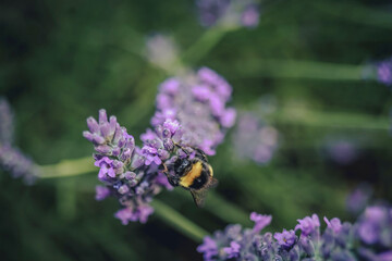 bee on lavender