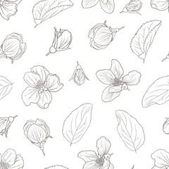 Vector seamless pattern with apple blooming spring flowers on a white background