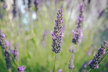 lavender in region