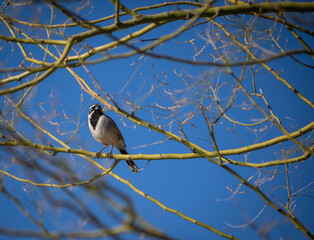 Black-throated Sparrow Bird in nature