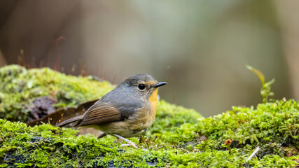 Nature wildlife bird species of Snowy browed flycatcher perch on branch which is found in Borneo