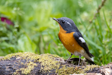 Fototapeta premium A Migration bird (Mugimaki Flycatcher) on the branch found in Sabah Borneo
