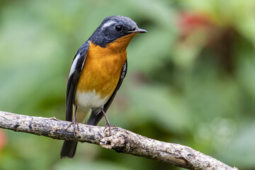 Fototapeta premium A Migration bird (Mugimaki Flycatcher) on the branch found in Sabah Borneo