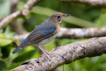 Siberian Blue Robin Blue birds found in Sabah, Borneo