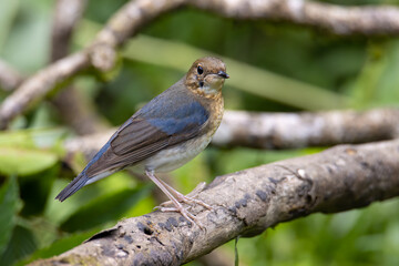 Siberian Blue Robin Blue birds found in Sabah, Borneo