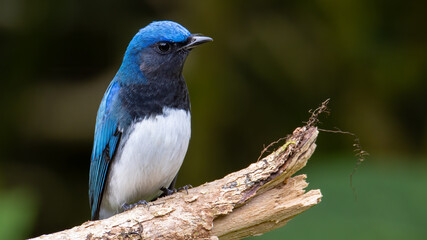 Blue-and-white Flycatcher, Japanese Flycatcher male blue and white color perched on a tree