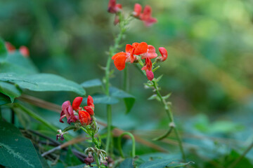 Obraz premium FLORES