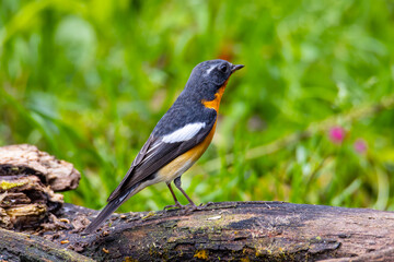 Fototapeta premium A Migration bird (Mugimaki Flycatcher) on the branch found in Sabah Borneo