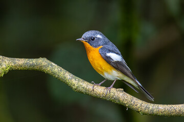 Naklejka premium A Migration bird (Mugimaki Flycatcher) on the branch found in Sabah Borneo