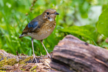 Siberian Blue Robin Blue birds found in Sabah, Borneo