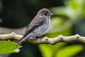 Nature wildlife bird species of Little Pied Flycatcher on perched on a tree branch found in Borneo, Sabah,Malaysia with nature wildlife background