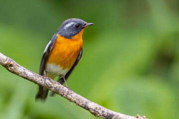 A Migration bird (Mugimaki Flycatcher) on the branch found in Sabah Borneo