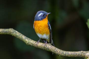 Fototapeta premium A Migration bird (Mugimaki Flycatcher) on the branch found in Sabah Borneo
