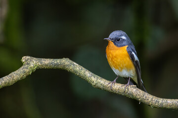 Fototapeta premium A Migration bird (Mugimaki Flycatcher) on the branch found in Sabah Borneo