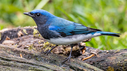 Blue-and-white Flycatcher, Japanese Flycatcher male blue and white color perched on a tree