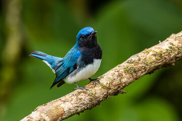 Blue-and-white Flycatcher, Japanese Flycatcher male blue and white color perched on a tree