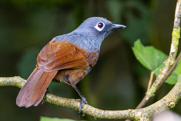 Nature wildlife image of Sunda laughingthrush (Garrulax palliatus) is a species of birds at tropical moist montane forests.
