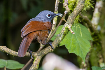 Nature wildlife image of Sunda laughingthrush (Garrulax palliatus) is a species of birds at tropical moist montane forests.