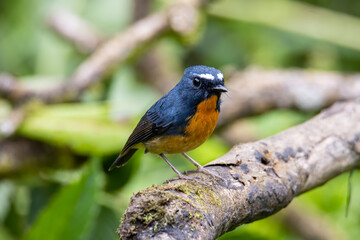 A Migration bird (Mugimaki Flycatcher) on the branch found in Sabah Borneo