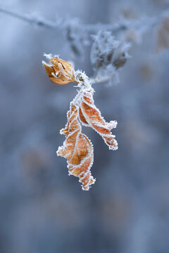Frost on a leaf