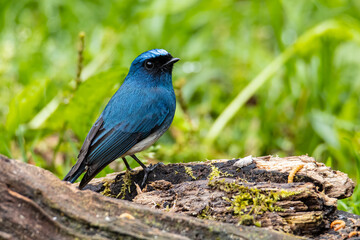 Nature wildlife image of beautiful bird rufous vented paradise flycatcher.