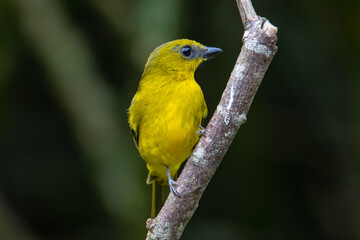 Nature wildlife bird Bornean whistler (Pachycephala hypoxantha), or Bornean mountain whistler perch on branch