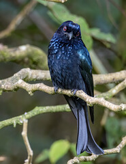 Bronze Drongo bird (Dicrurus aeneus) on perch on nature habitat