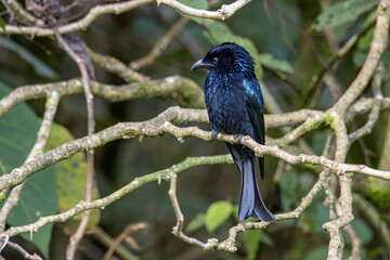 Bronze Drongo bird (Dicrurus aeneus) on perch on nature habitat