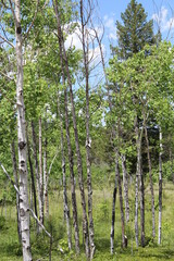 Fototapeta premium trees in the woods