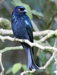 Bronze Drongo bird (Dicrurus aeneus) on perch on nature habitat