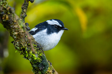 Obraz premium Nature wildlife bird species of Little Pied Flycatcher on perched on a tree branch found in Borneo, Sabah,Malaysia with nature wildlife background