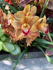 Elegant orange orchids bunches