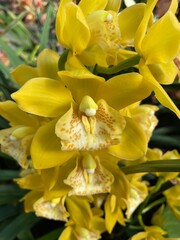 yellow orchid close up