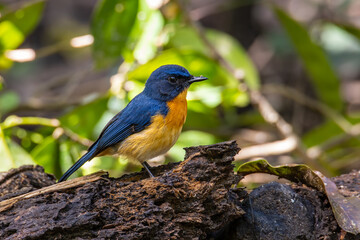 Beautiful bird of Mangrove Blue Flycatcher (Cyornis rufigastra) in Natural tropical Mangrove forest