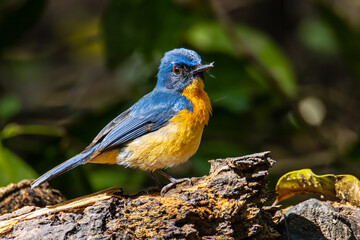 Beautiful bird of Mangrove Blue Flycatcher (Cyornis rufigastra) in Natural tropical Mangrove forest